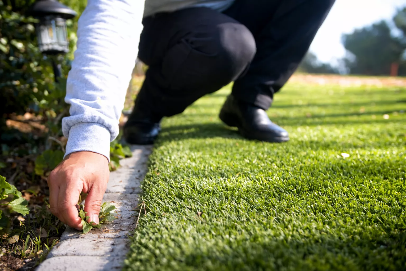 Removing weeds from turf edges in Pasadena