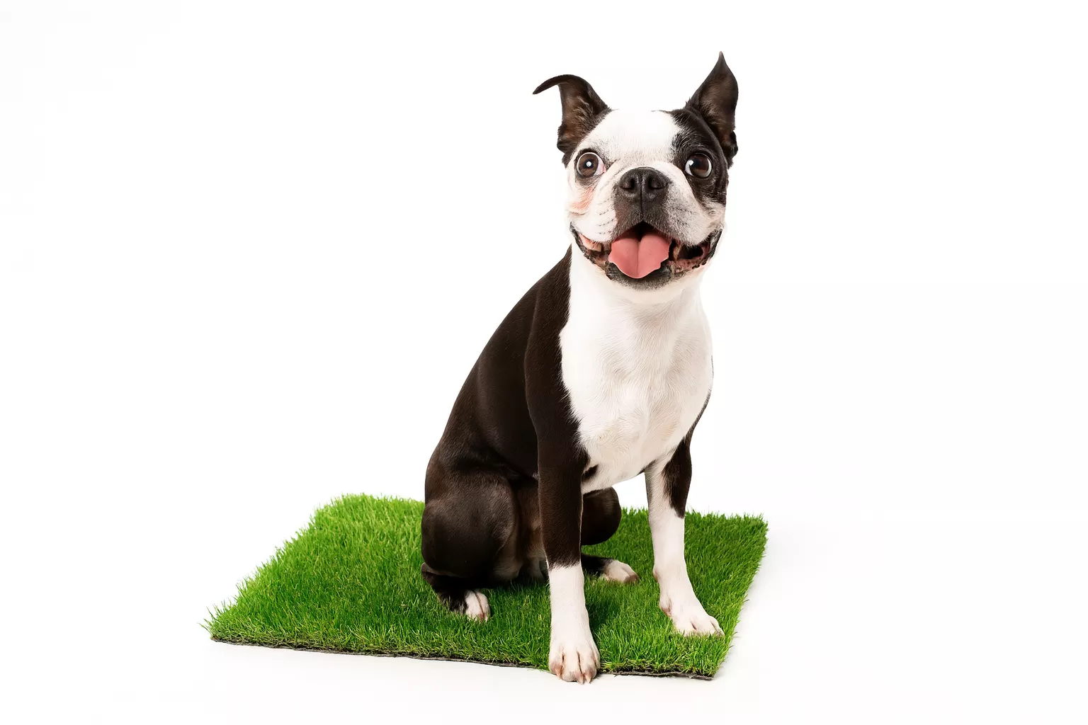 K9 Pet Turf 4